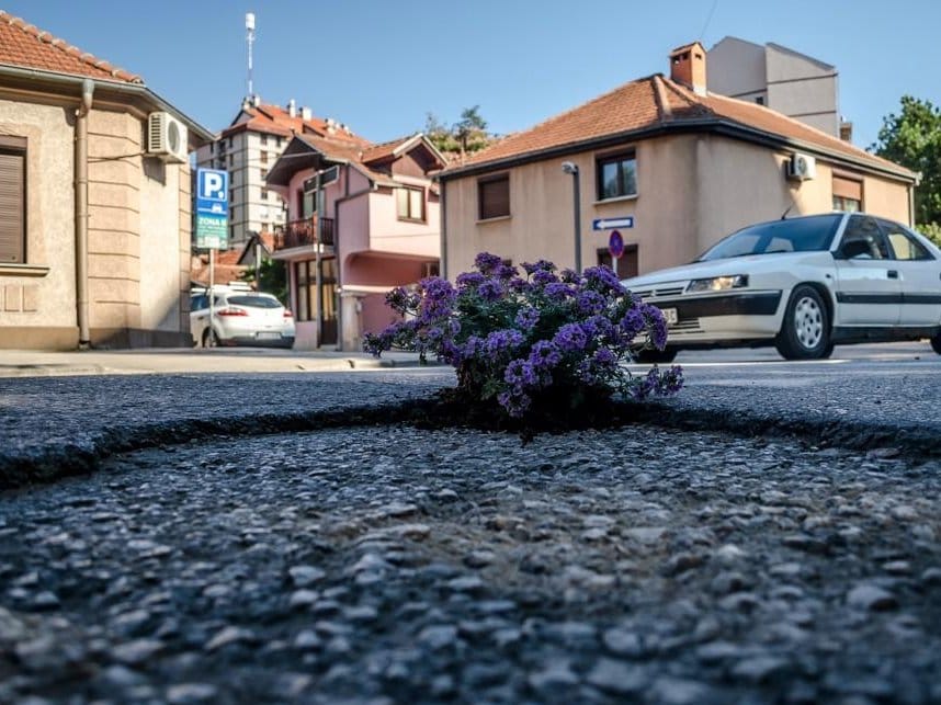 Udarna rupa cvece hajduk veljkova foto Gradjani Nisa