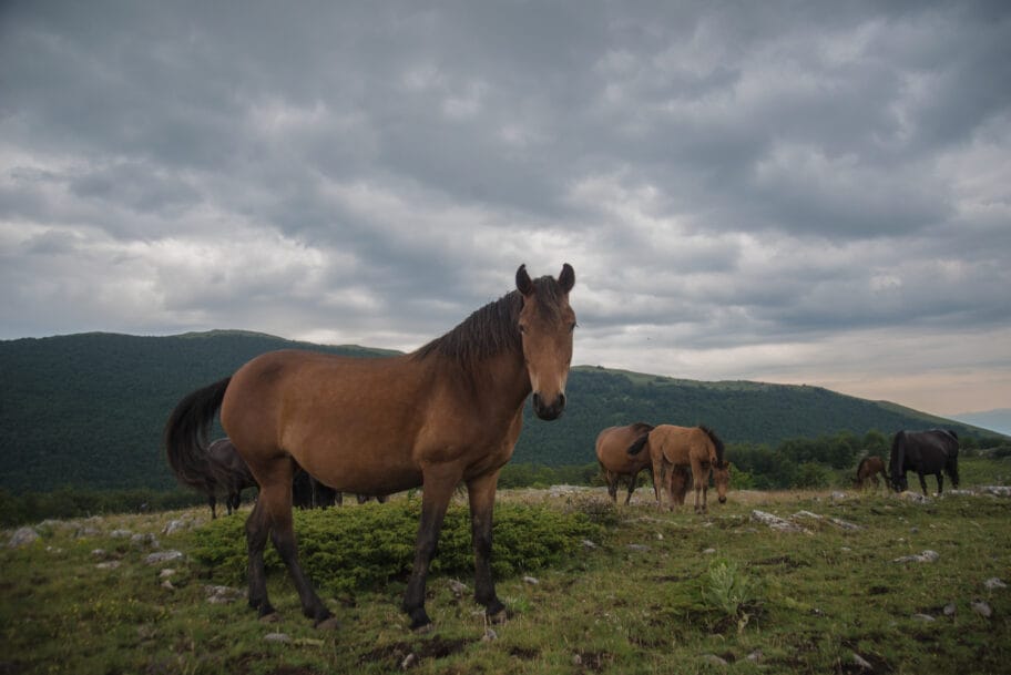Konj Suva planina Vanja Keser