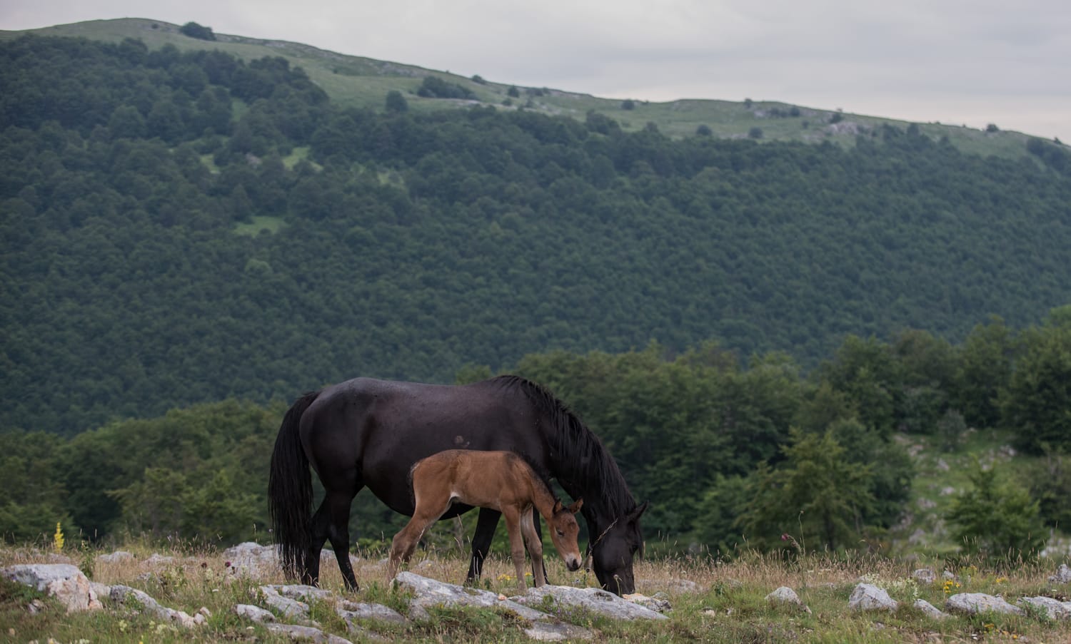 Kobila-i-ždrebe-foto-V.-Keser