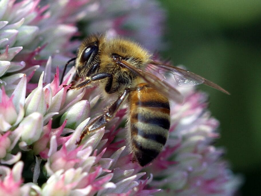 Pcela ilustracija foto flickr Jim the Photographer