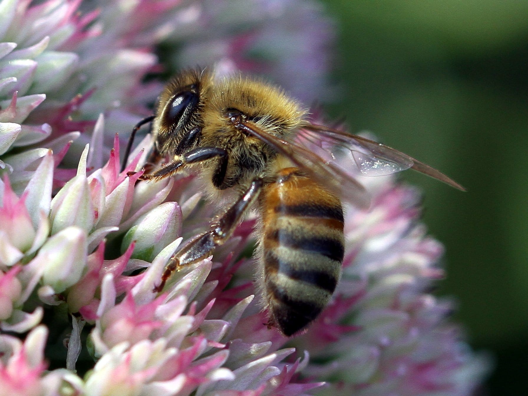 Pcela ilustracija foto flickr Jim the Photographer