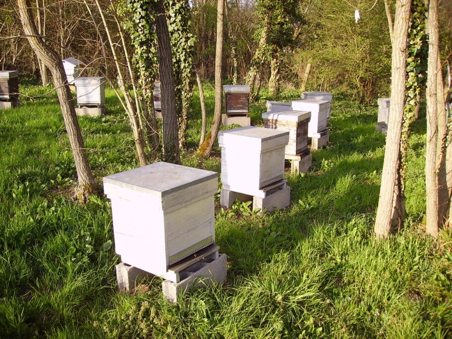 Kosnice ilustracija flickr JPC24M