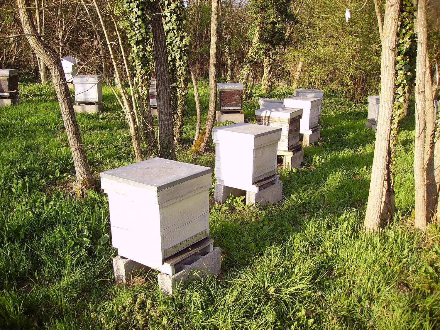 Kosnice ilustracija flickr JPC24M