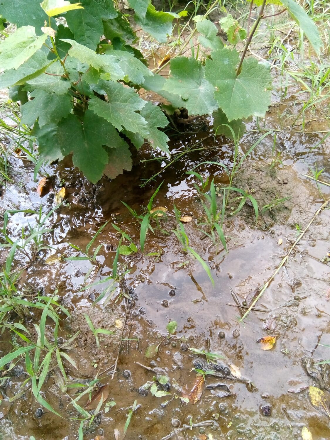 Kanalzicaja vinograd foto citalac scaled