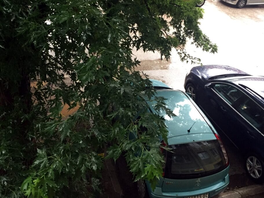 Građani traže da se oreže drveće i iseku stara "opasna" stabla 17 Neorezano drvece Bulevar foto citalac