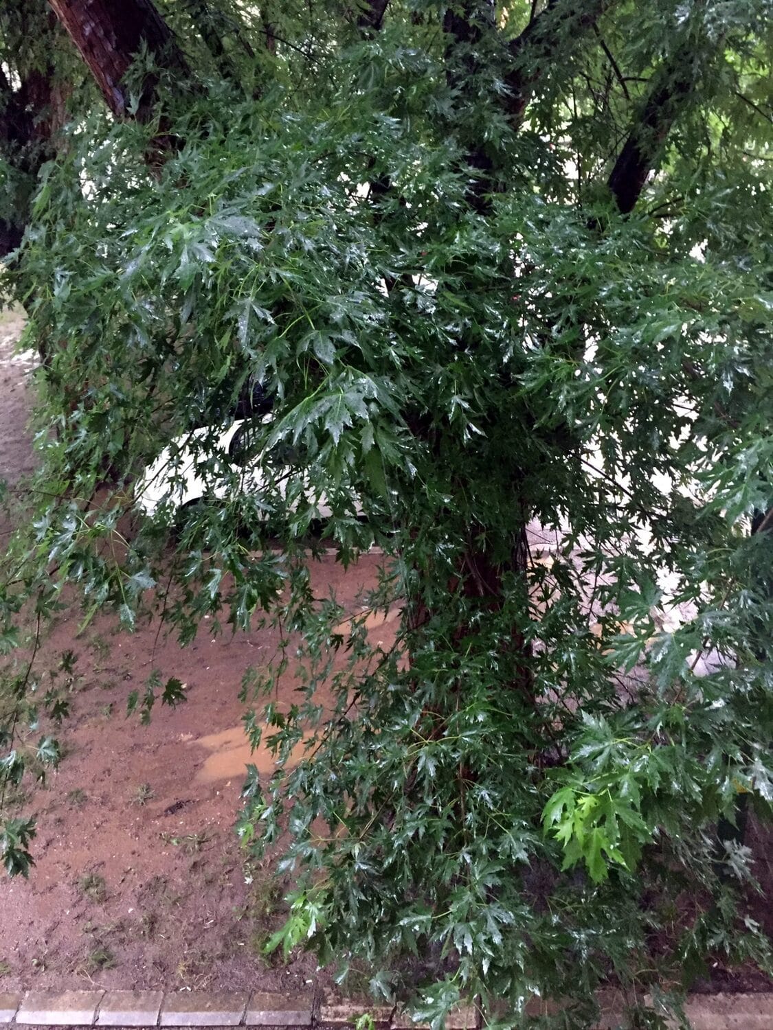 Neorezano stablo Bulevar foto citalac scaled