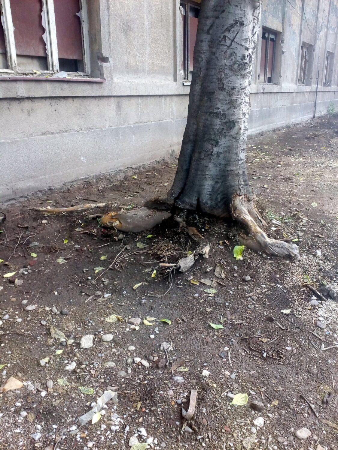 Drvece-u-Danicicevoj;-foto:-citalac