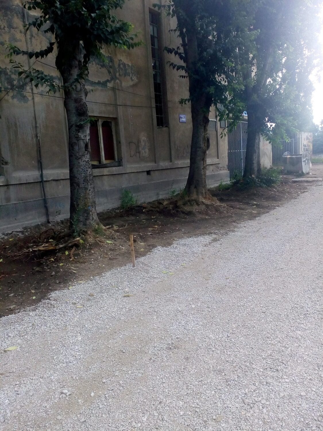 Drvored-Daniciceva;-foto:-citalac