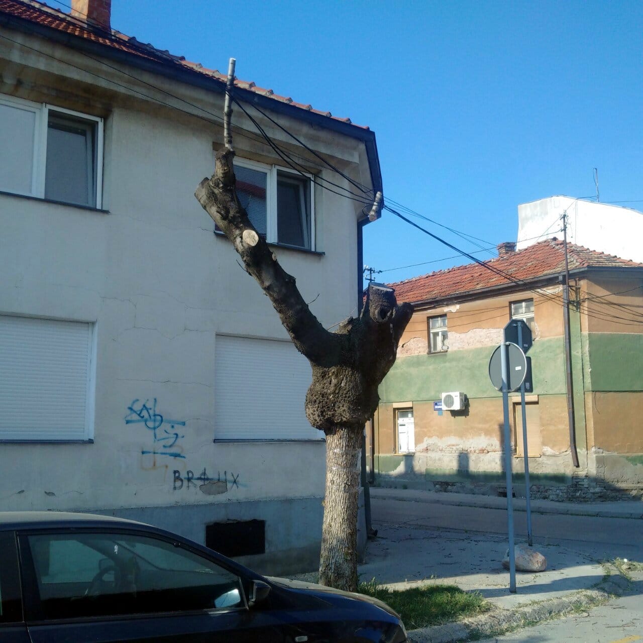 Kablovi zakaceni za drvo foto citalac