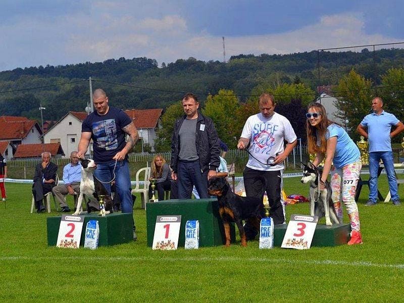 800x600 CAC Svrljig Izlozba pasa foto Aleksandar Kostic