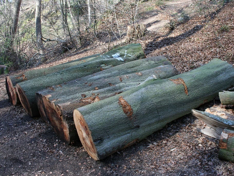 Panjevi jul 2018 foto flickr Scott Denham