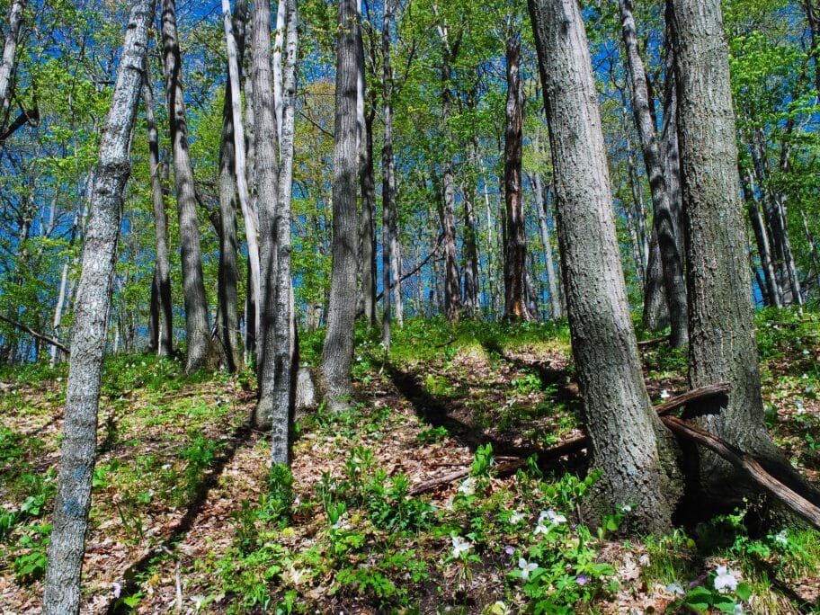 Suma jul 2018 foto flickr Joshua Mayer