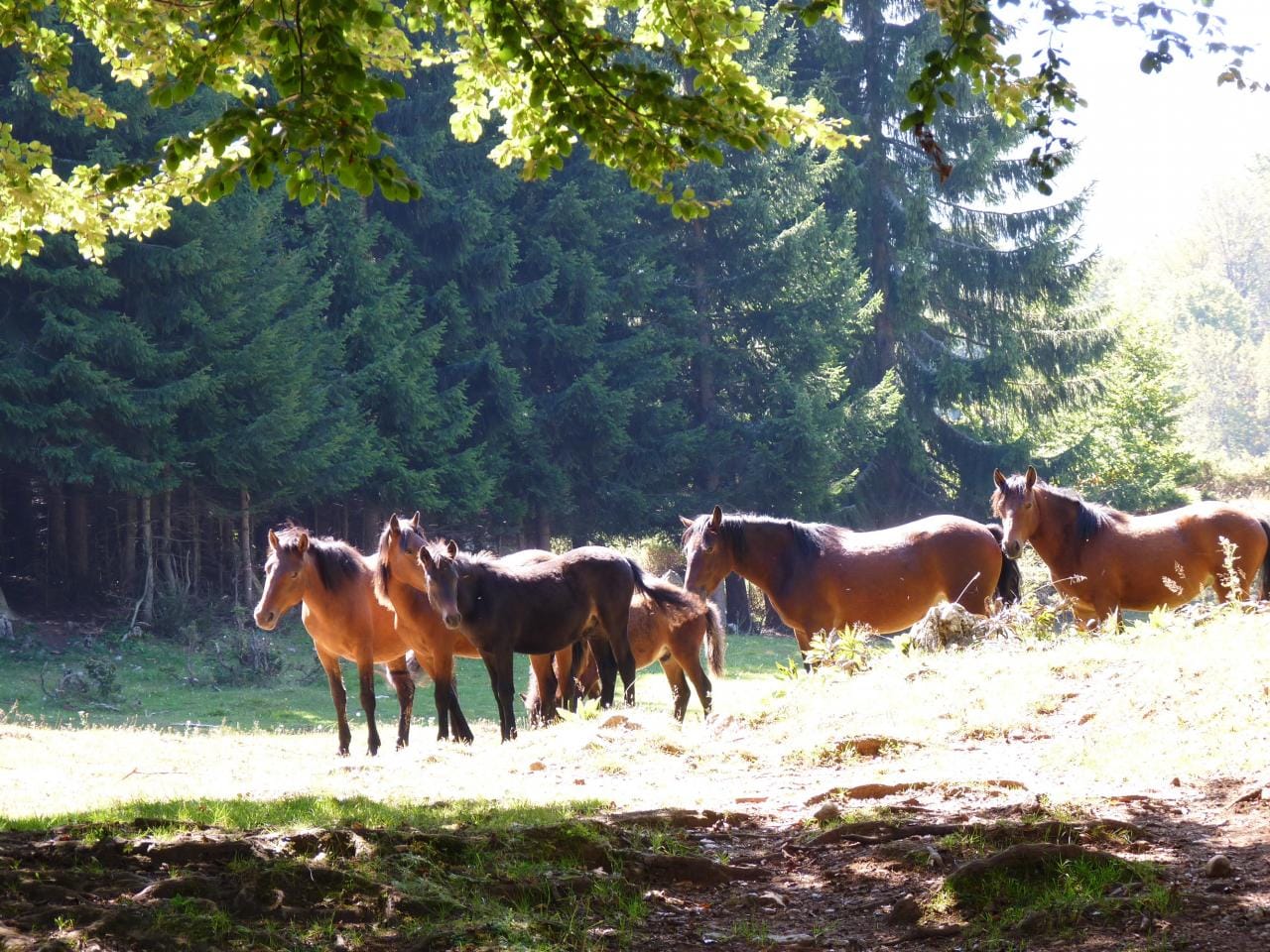 1280x0 Konji Suva planina foto Jelena Cosin