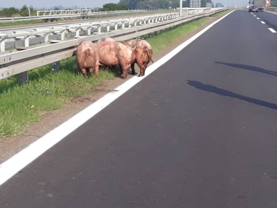svinje autoput foto ak
