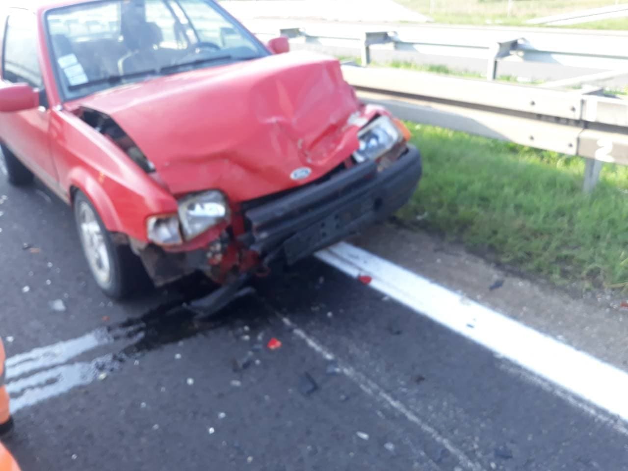 svinje4-autoput-foto-ak