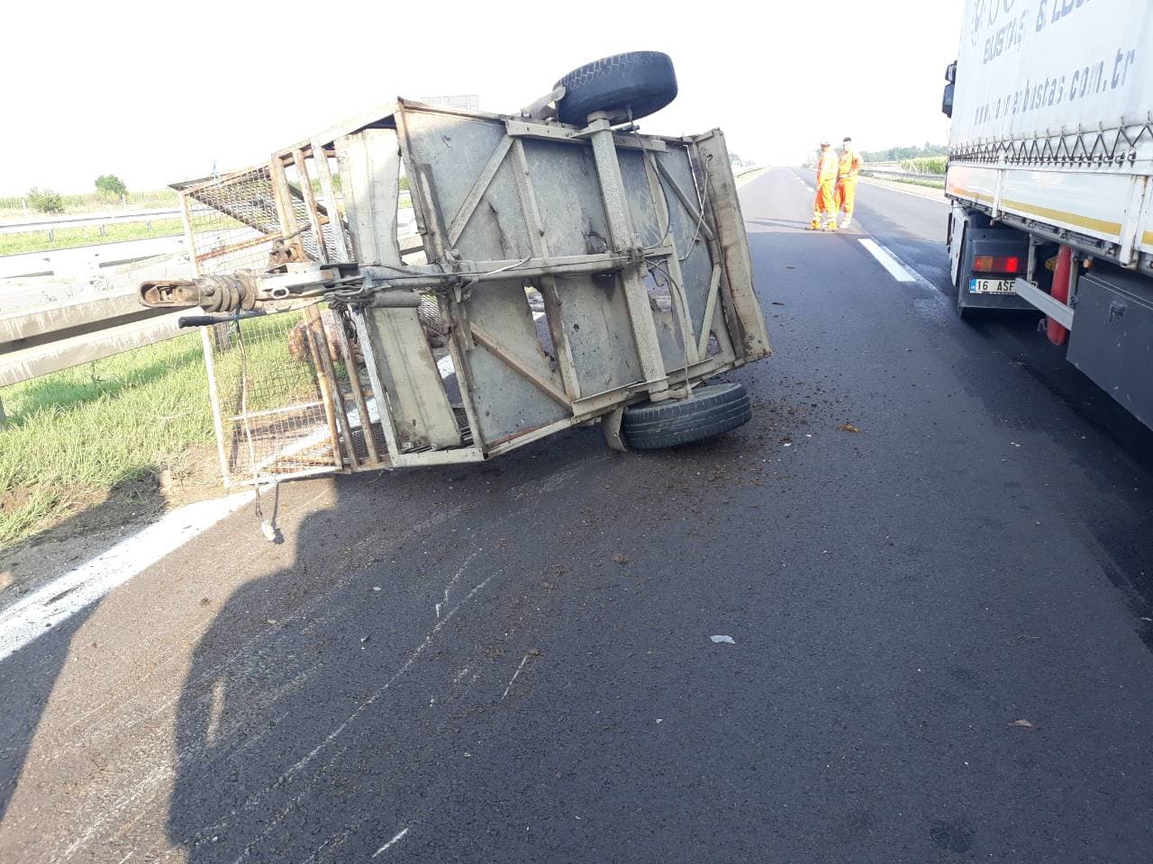 svinje2-autoput-foto-ak