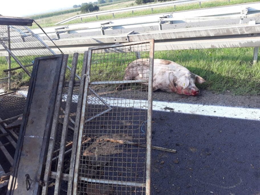 Jedna svinja ostala da lezi na putu