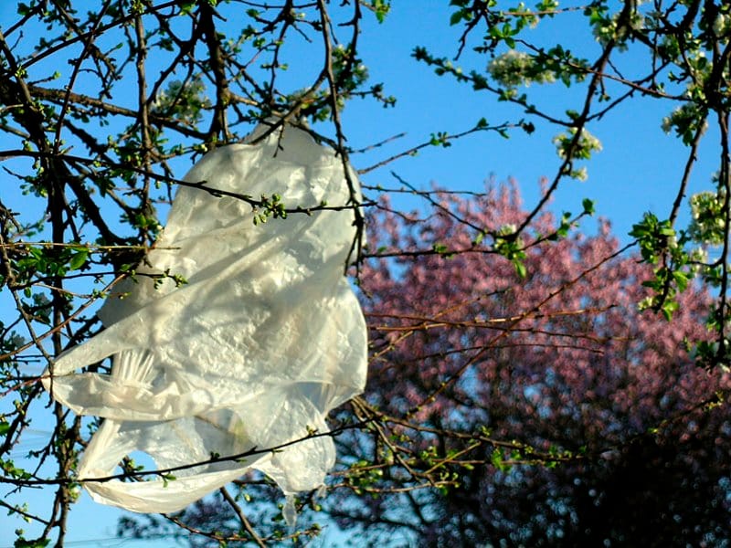 Plasticna kesa na drvetu ilustracija foto flickr s2art