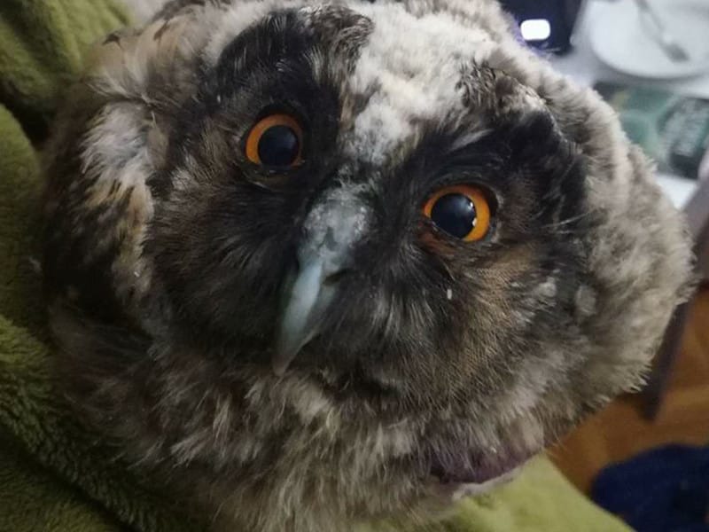 Niški “Zoo planet” za 9 godina zbrinuo preko 3.700 životinja 10 sova foto fbzooplanet