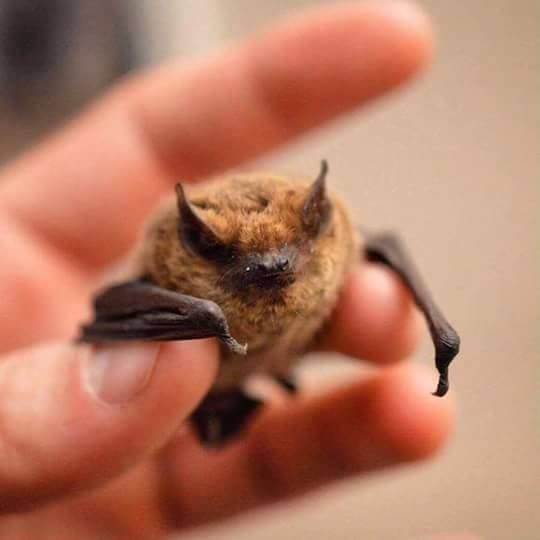 slepi-mis-foto-fbzookutak