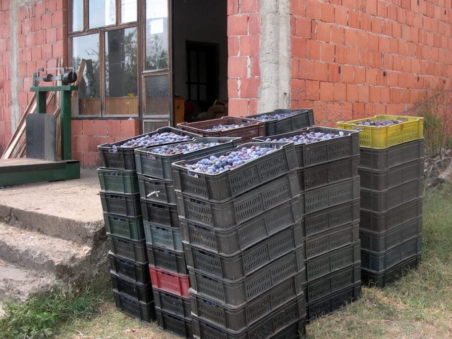 otkup sljive foto ljm