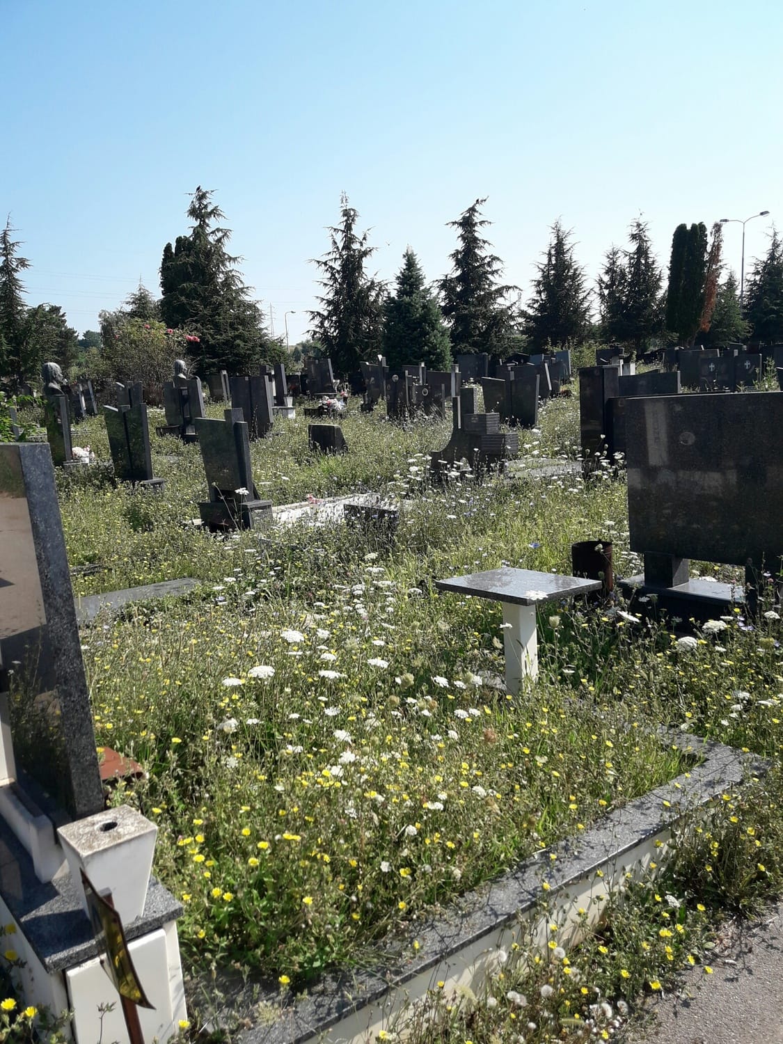 20180721 093506 resized