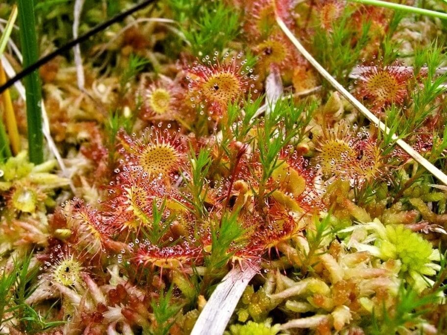 Rosulja arhiva JV foto M P