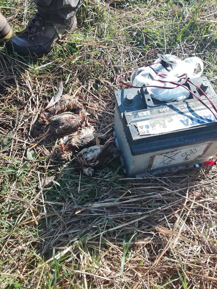 prepelice foto drustvo za zastitu ptica