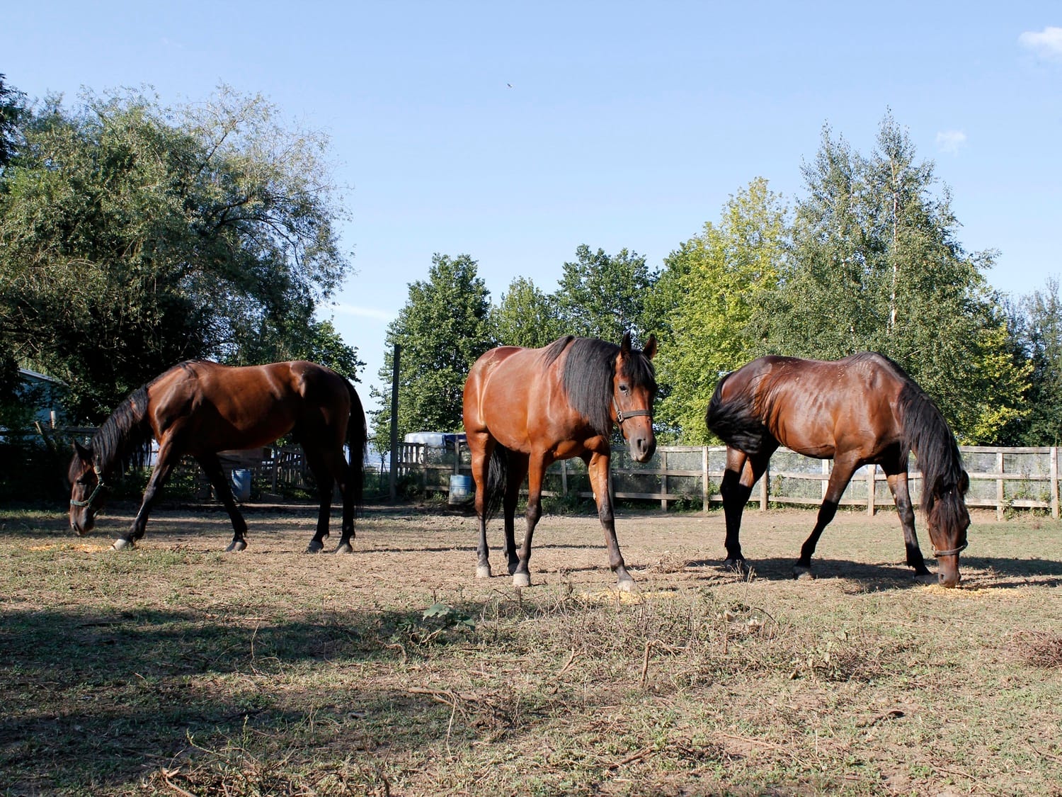 Konjicki klub Leskovac 2 avgust 2018 foto Bojana Antic