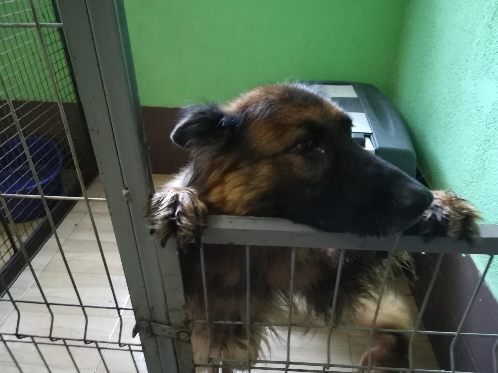 Pansion-za-pse-u-Konjičkom-klubu-12;-foto:-JV-J.-A