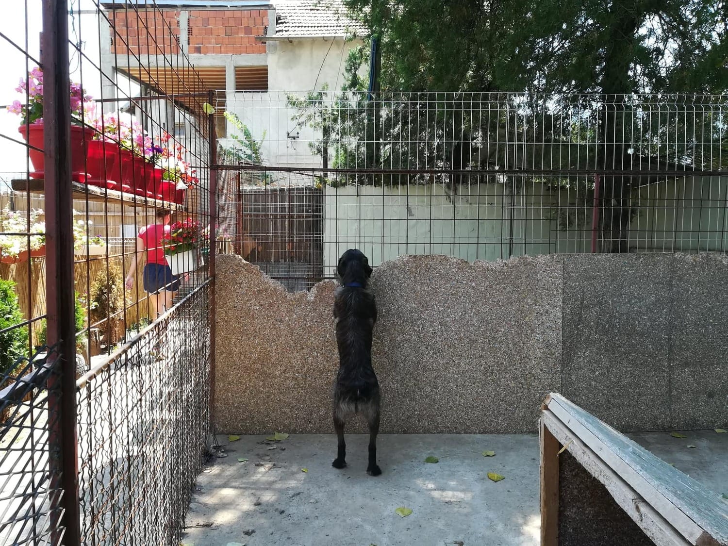 Pansion-za-pse-u-Konjičkom-klubu-9;-foto:-JV-J.-A