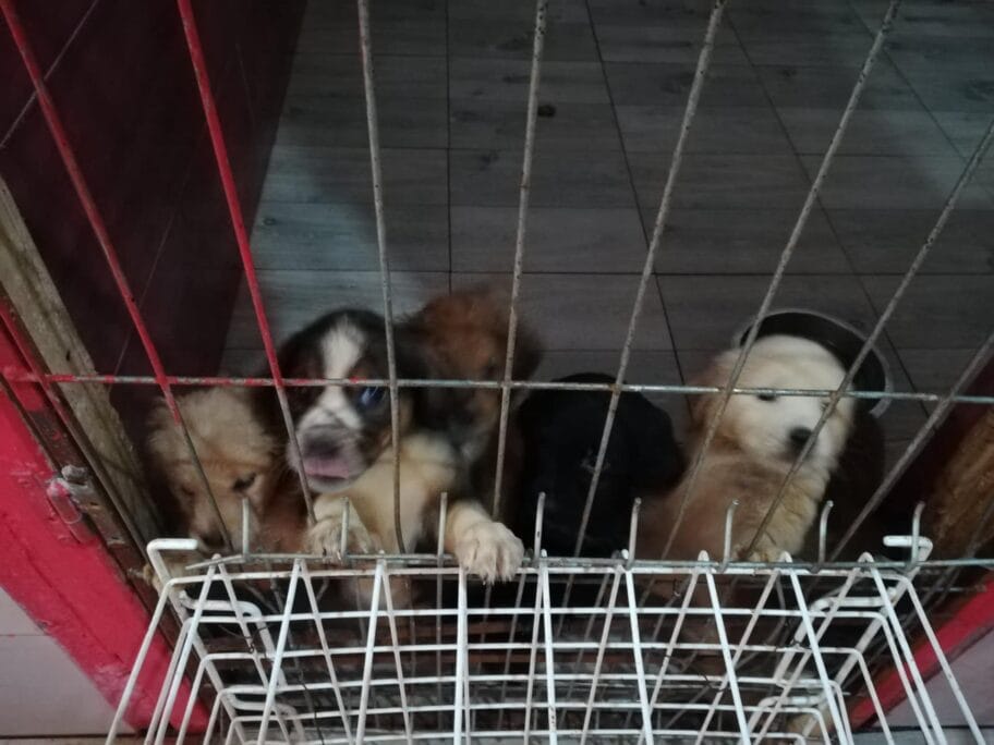 Volonteri kažu da azil neće smanjiti broj pasa na niškim ulicama, već sterilizacija i odgovornost vlasnika 7 Pansion za pse u Konjickom klubu 8 foto JV J A