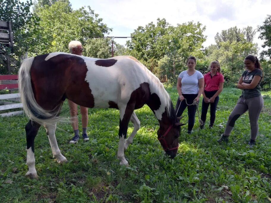 U podnožju Niške Banje porodično brinu o više od 40 životinja 7 Konjicki klub Cegar avgust 2018 foto JV J A