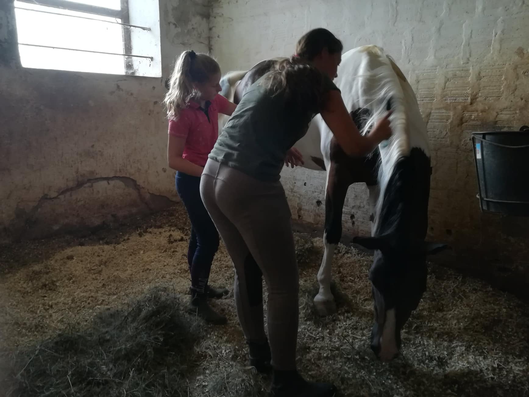 Konjicki-klub-Cegar10,-avgust-2018;-foto:-JV-J.-A