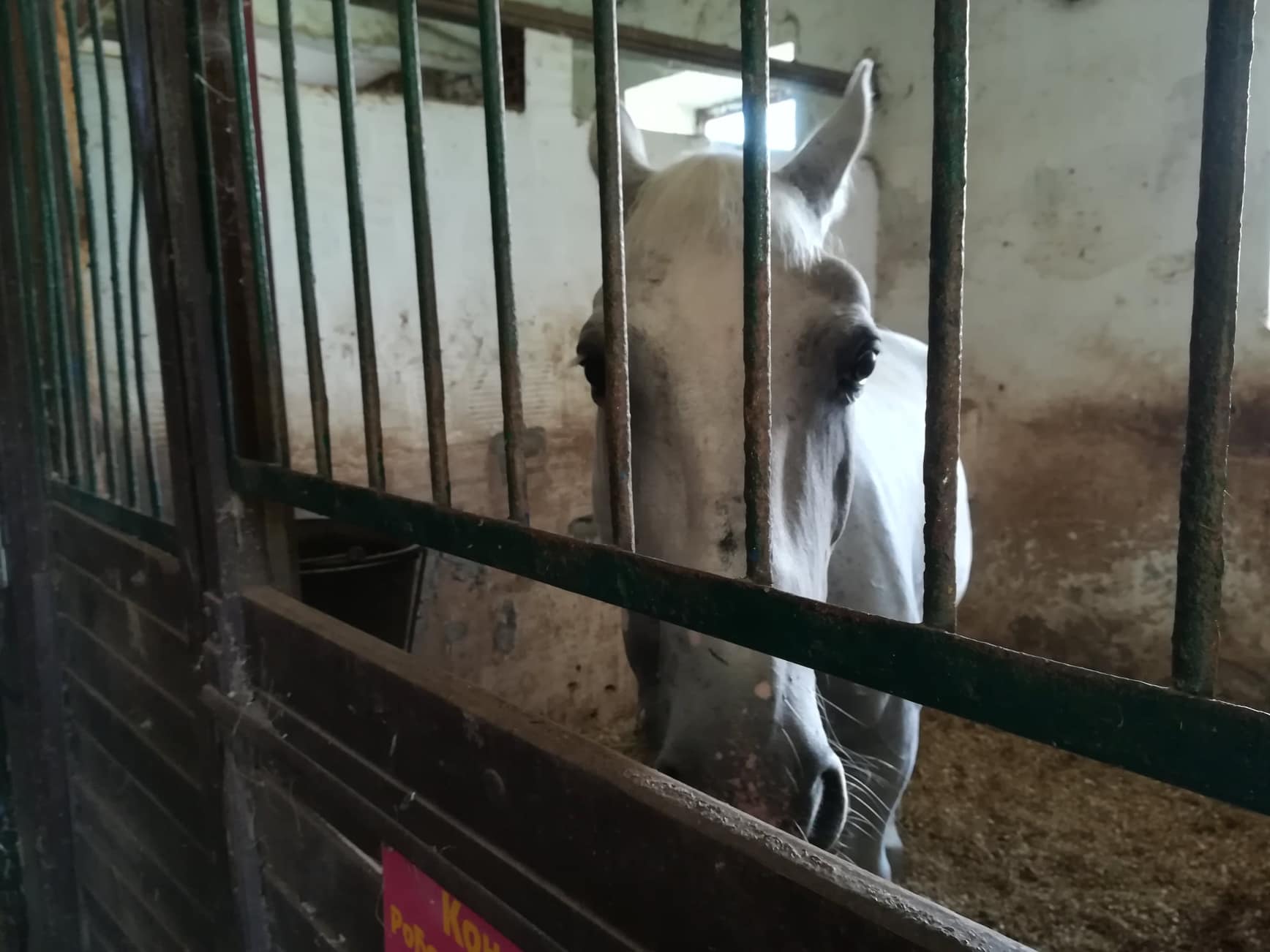 Konjicki-klub-Cegar9,-avgust-2018;-foto:-JV-J.-A