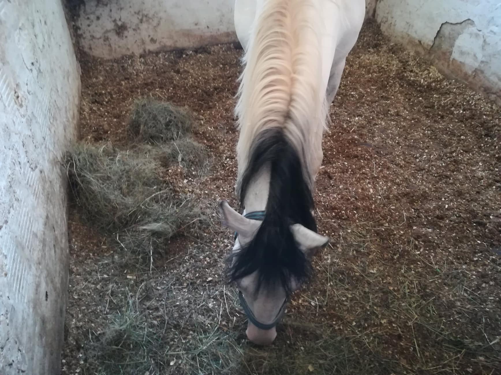 Konjicki-klub-Cegar5,-avgust-2018;-foto:-JV-J.-A