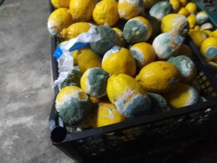 Skapani limun foto JV