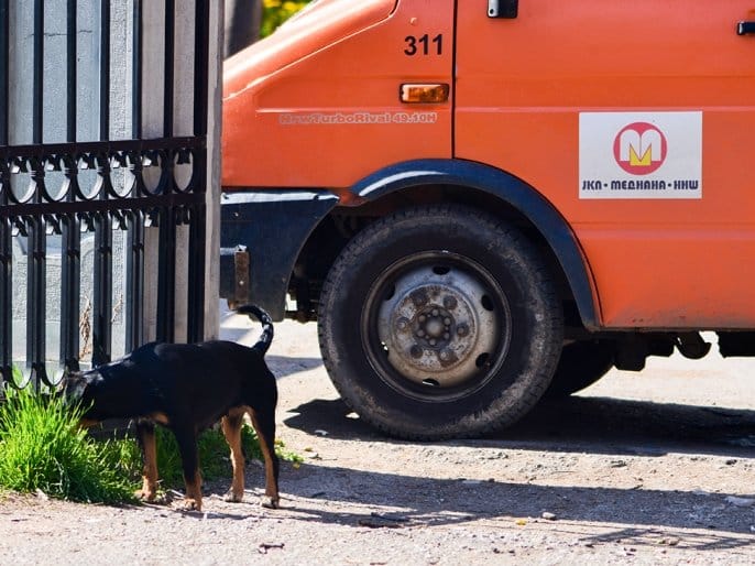 Mediana pas Vanja Kese