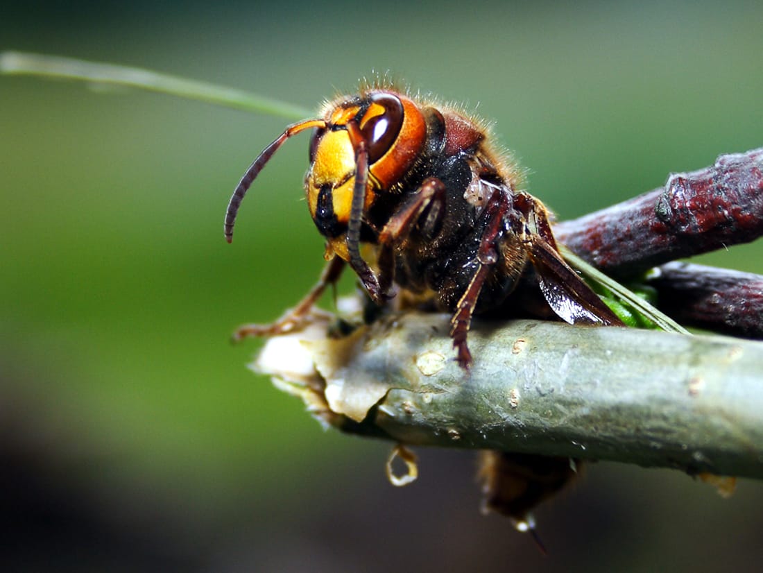 strsljen fptp fcockt com Atis Gailis