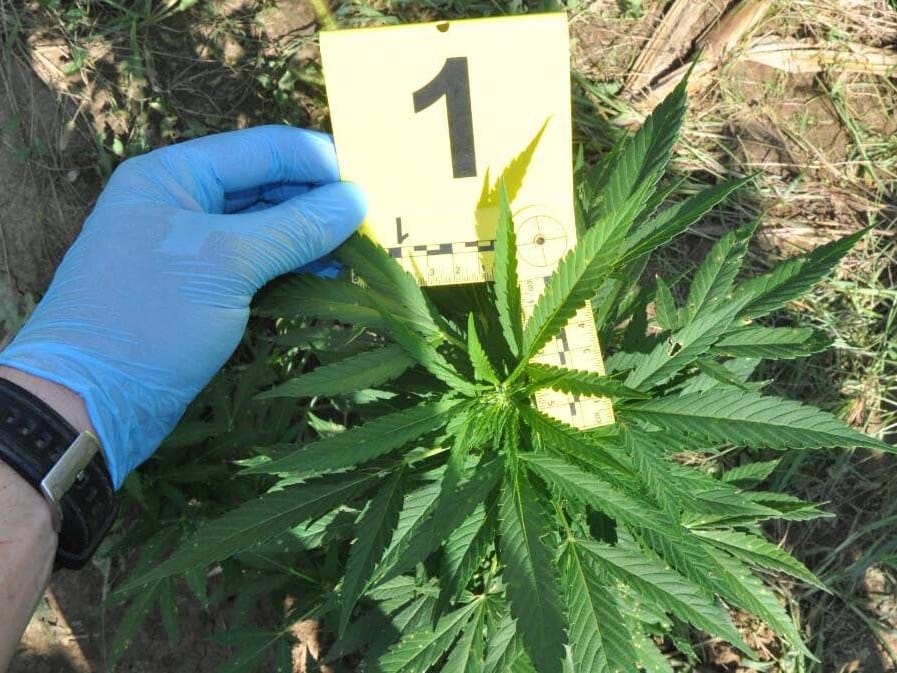 Kanabis avgust 2018 foto MUP Srbija