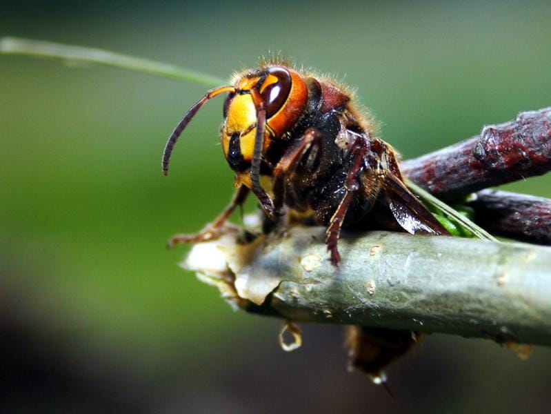 strsljen fptp fcockt com Atis Gailis