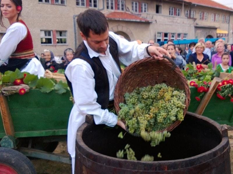 Matejevacka berba foto arhivaJV