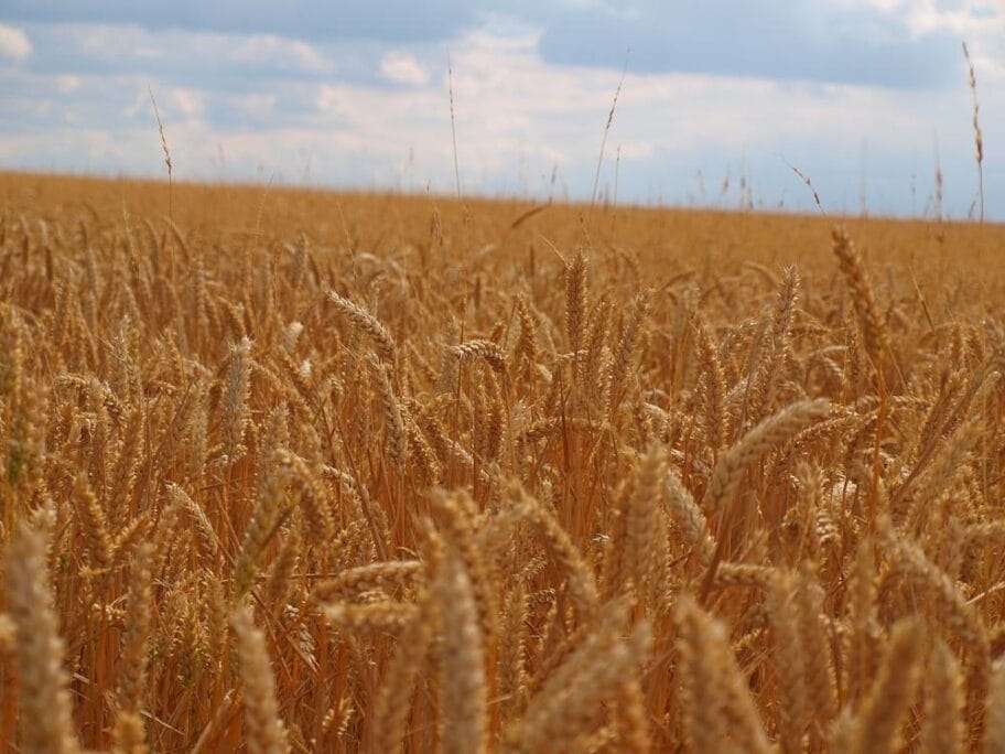 Polje septembar 2018 foto flickr Tyler Allen