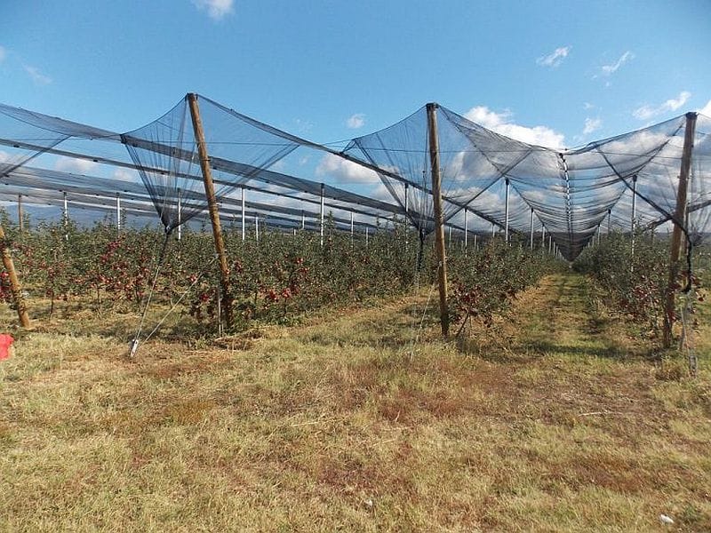 zasad jabuka Visoke poljoprivredne skole foto lj m