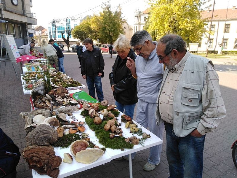 Dani gljiva Vlasotince foto agencija pUblika