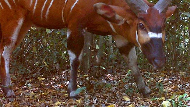 Otkriven tajni život šumskih antilopa 14 103619450 bongo