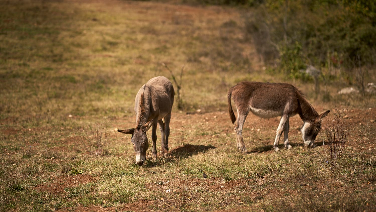 magarici-foto2-S.-Dj