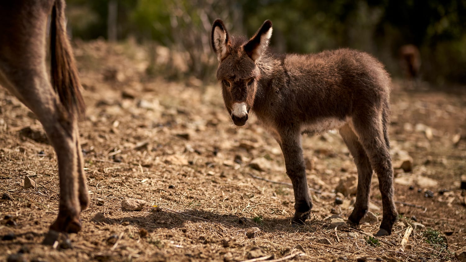 magarici-foto1-S.-Dj