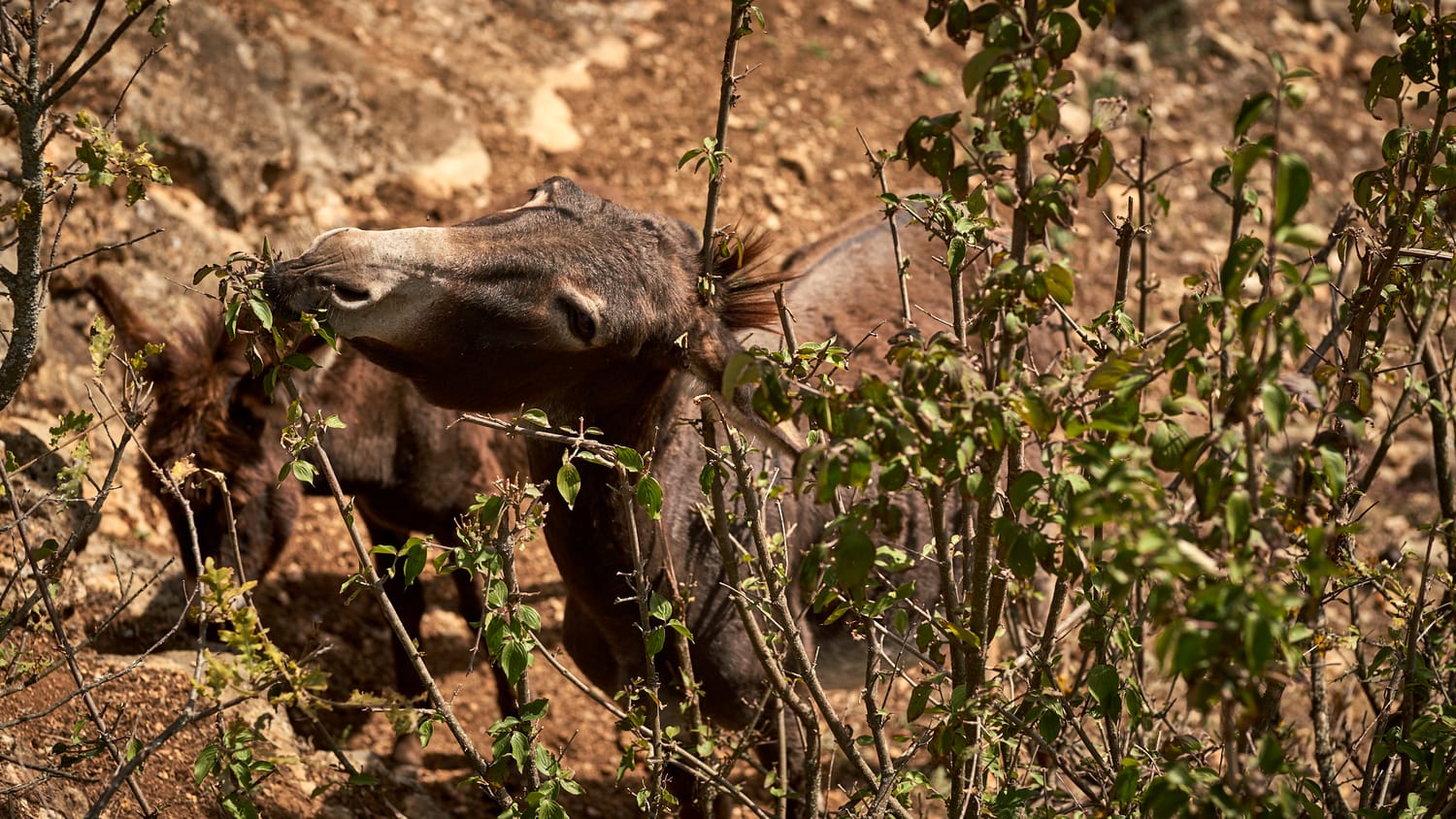 magarici-foto7-S.-Dj