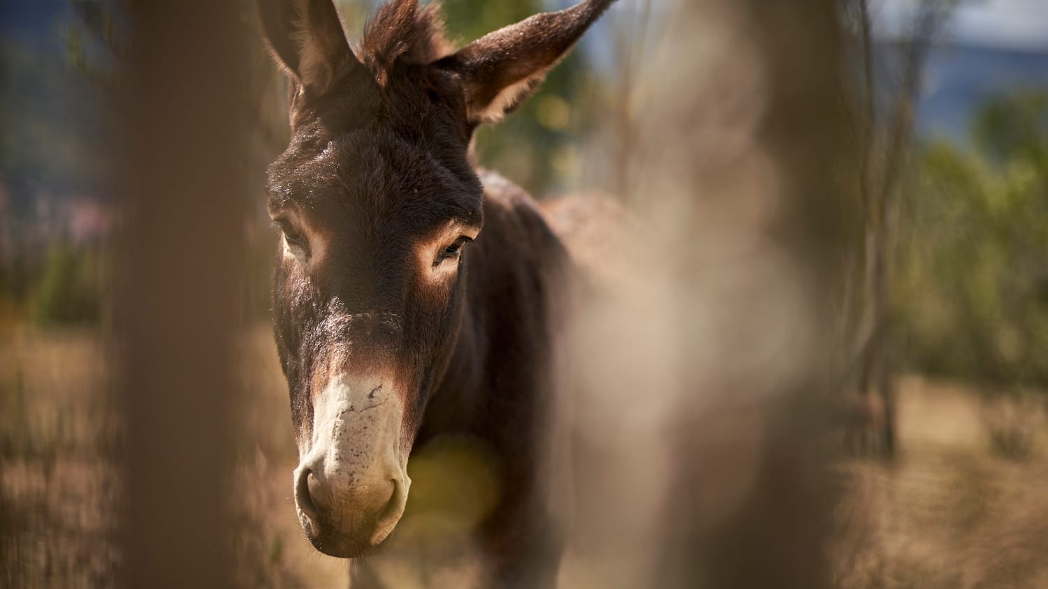 magarici-foto8-S.-Dj